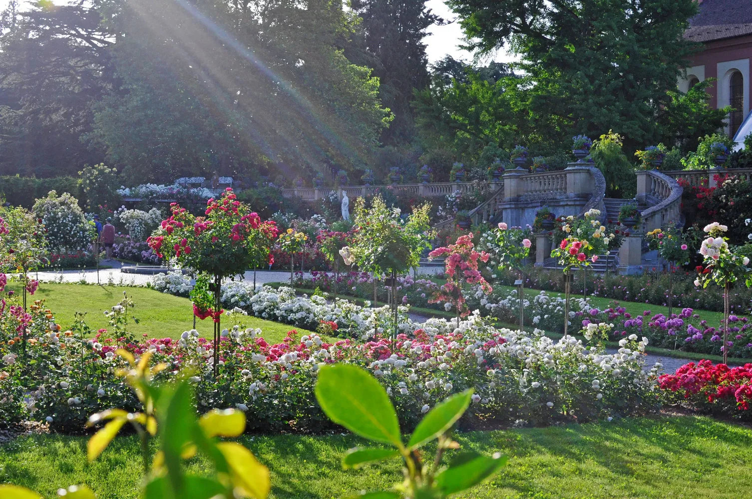 Rosenpflanzen der Insel Mainau