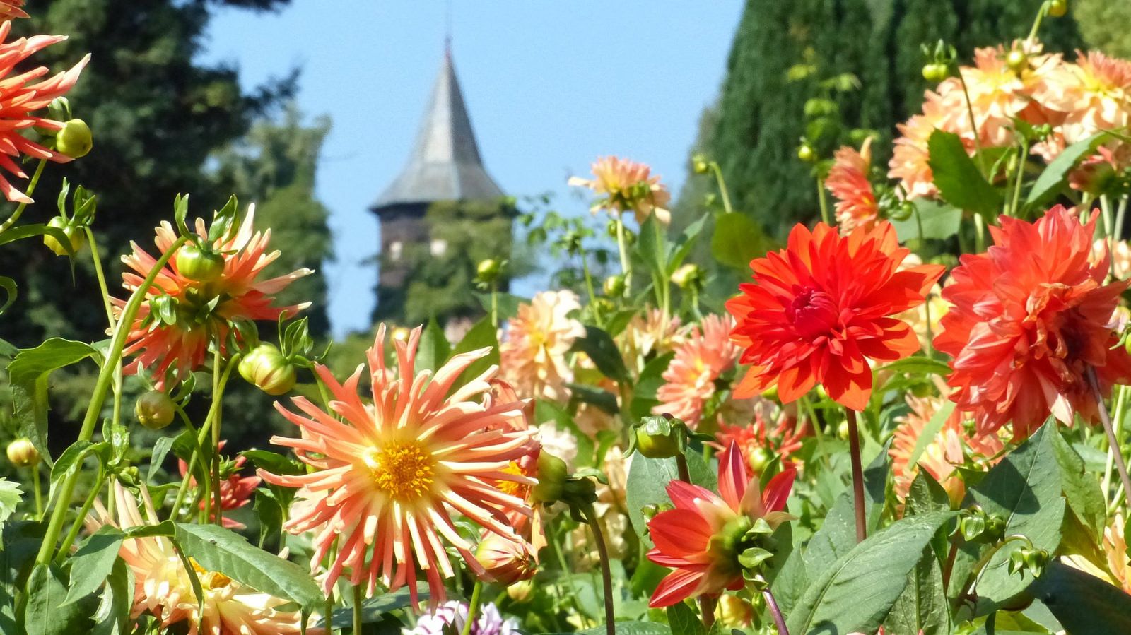 Dahlien