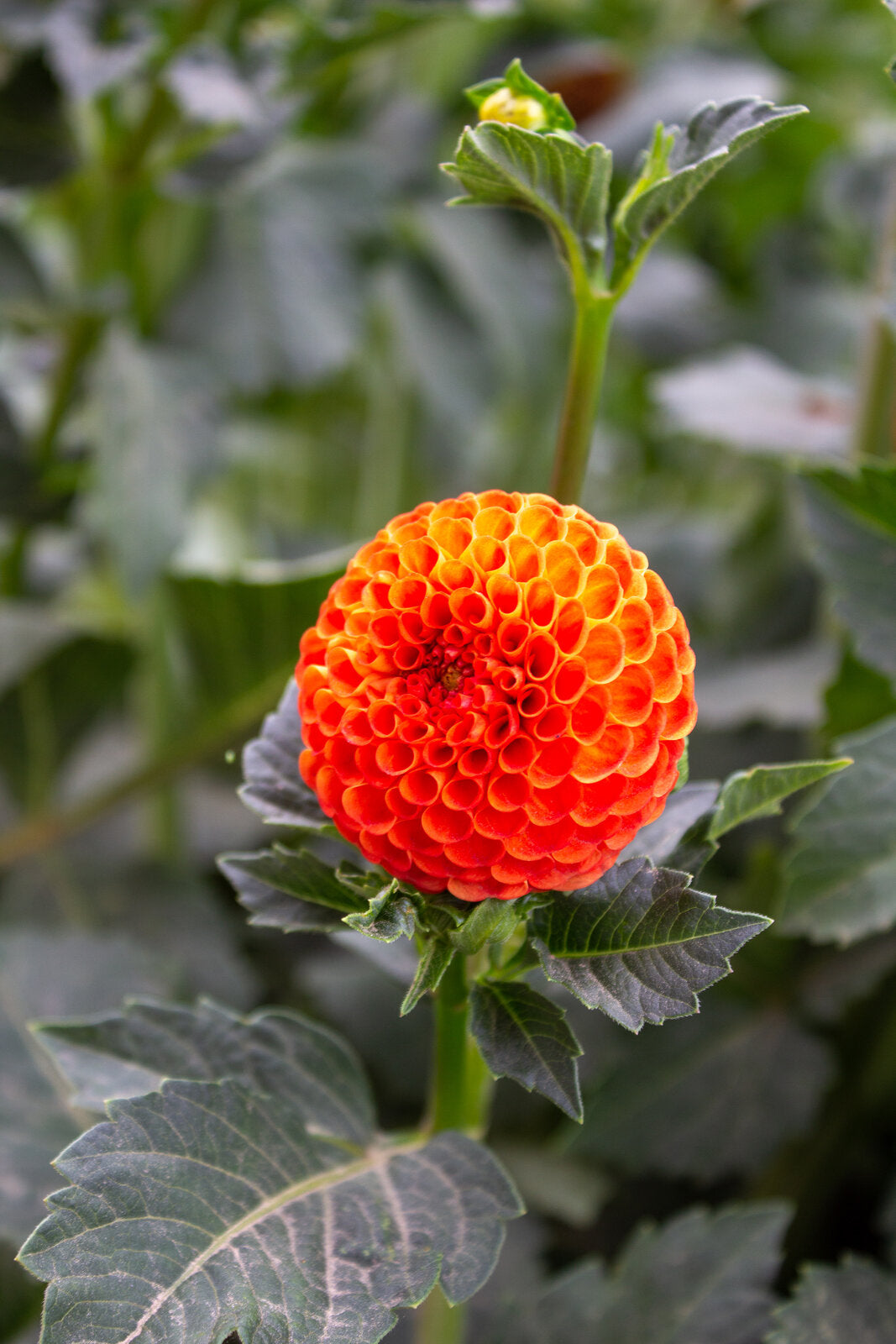 Pompon-Dahlie "Bantling" – Insel Mainau Shop