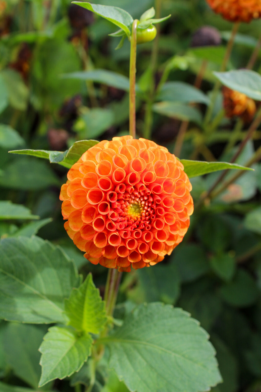 Pompon-Dahlie "Bantling" – Insel Mainau Shop