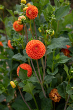 Pompon-Dahlie "Bantling" – Insel Mainau Shop