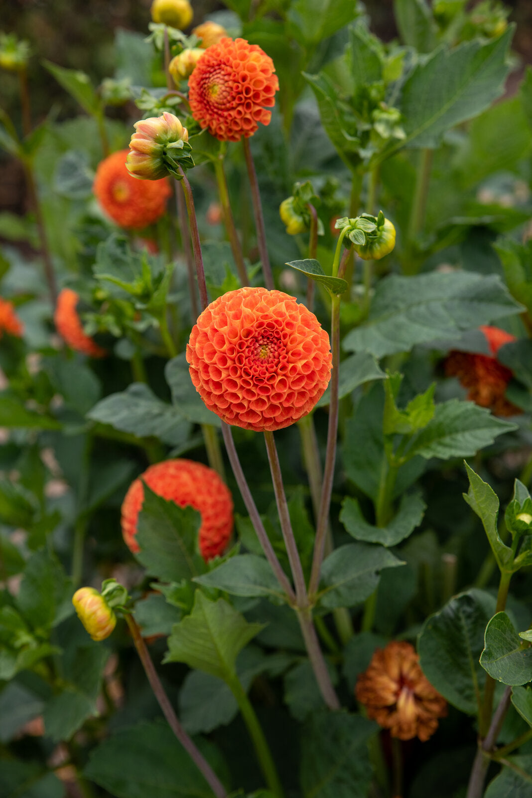 Pompon-Dahlie "Bantling" – Insel Mainau Shop