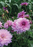 Dekorative Dahlie "Mainau Romance"