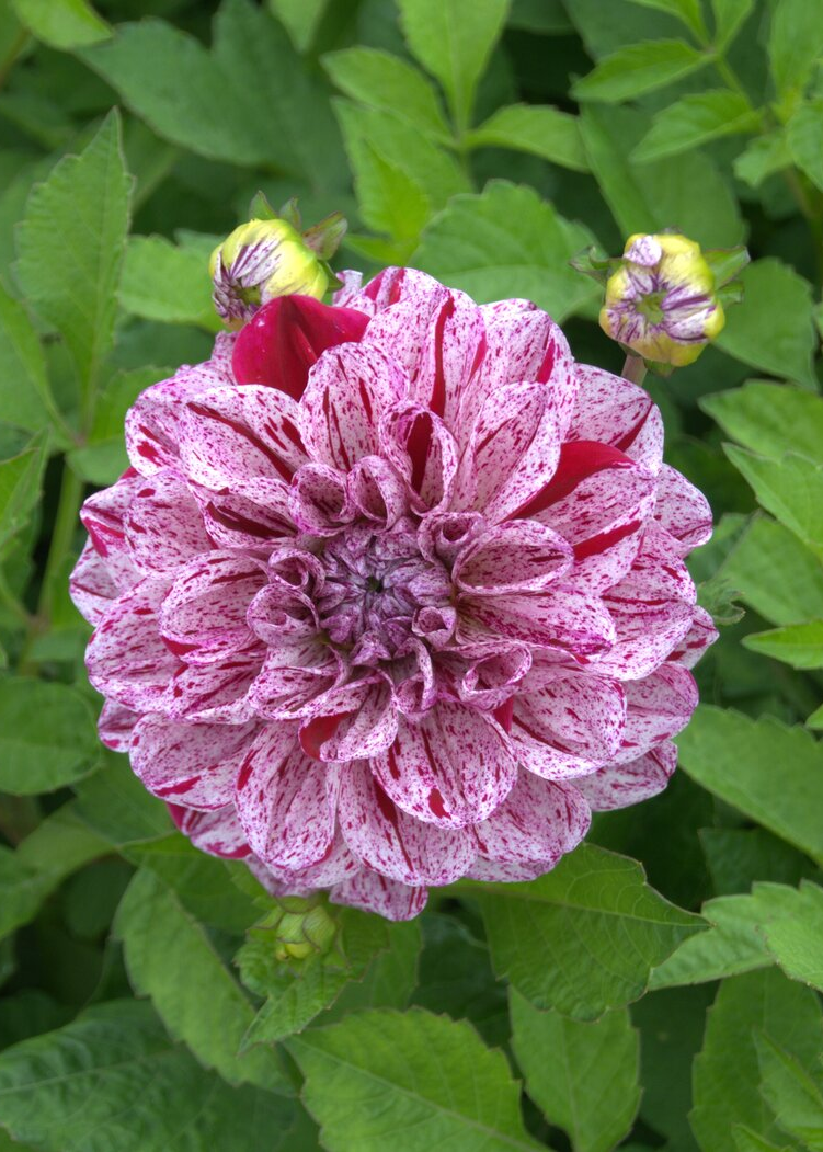 Dekorative Dahlie "Go Go Speckled"