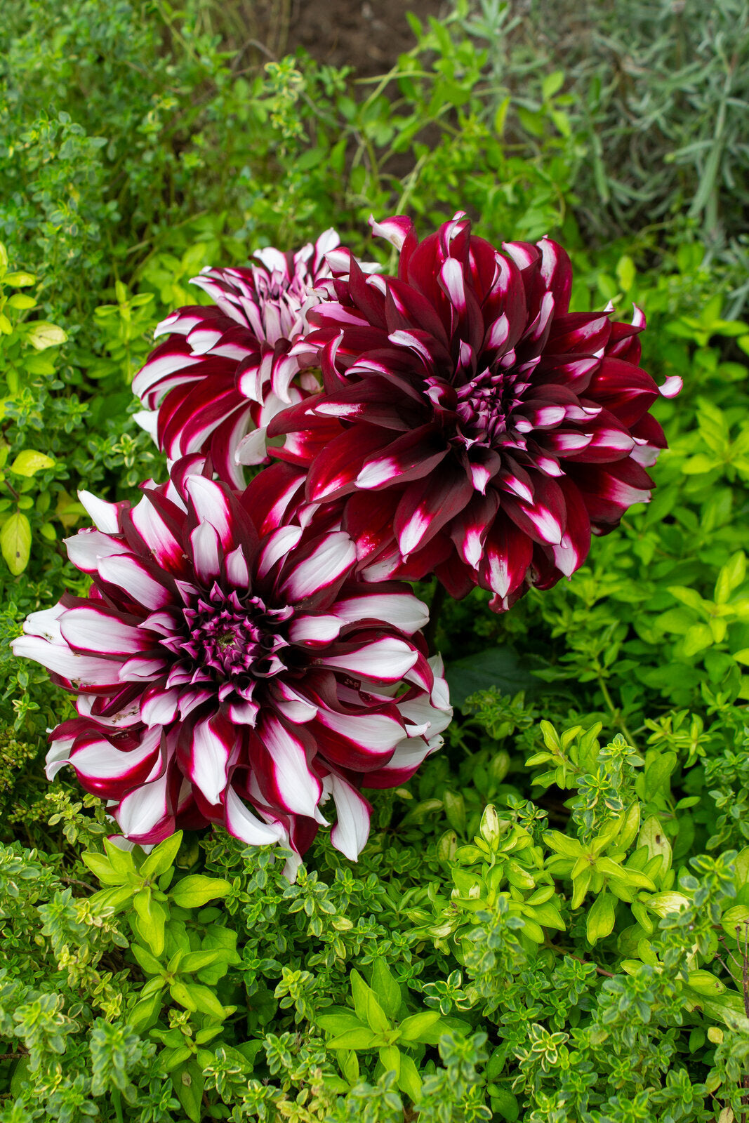 Dekorative Dahlie "Tartan" – Insel Mainau Shop