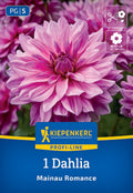 Dekorative Dahlie "Mainau Romance" - Bruno Nebelung – Insel Mainau Shop