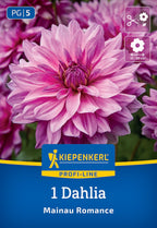Dekorative Dahlie "Mainau Romance" - Bruno Nebelung – Insel Mainau Shop