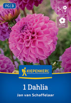 Pompon Dahlie "Jan van Schaffelaar" - Bruno Nebelung – Insel Mainau Shop