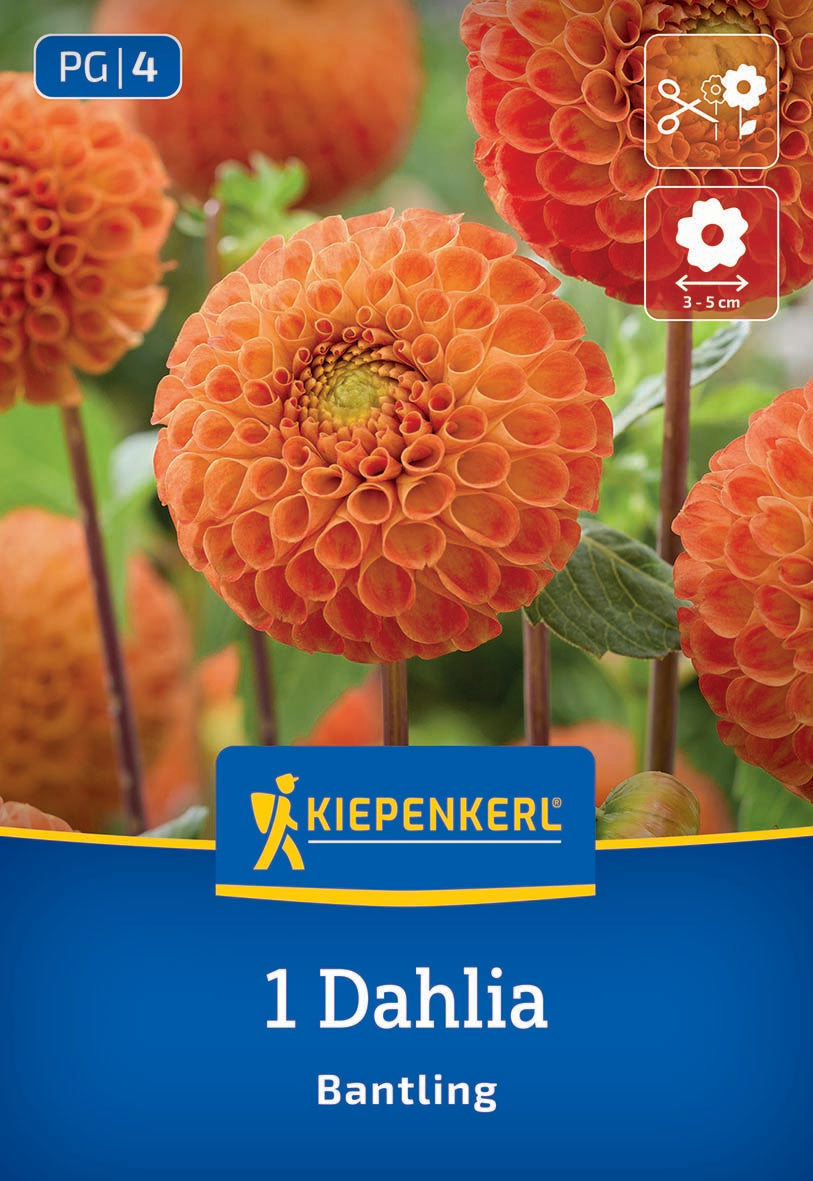 Pompon Dahlie "Bantling" - Bruno Nebelung – Insel Mainau Shop