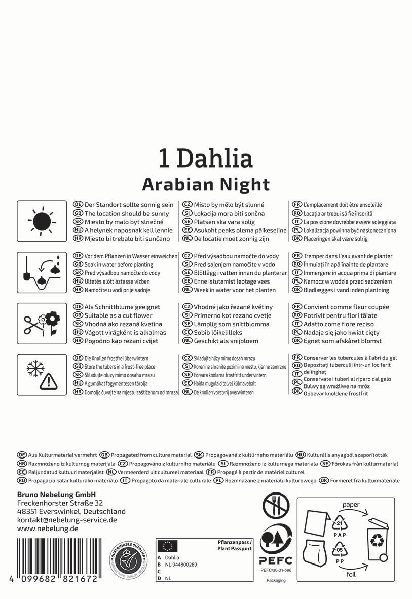 Seerosen Dahlie "Arabian Night" - Bruno Nebelung – Insel Mainau Shop 4099682821672