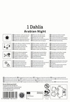 Seerosen Dahlie "Arabian Night" - Bruno Nebelung – Insel Mainau Shop 4099682821672