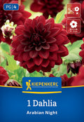 Seerosen-Dahlie "Arabian Night"