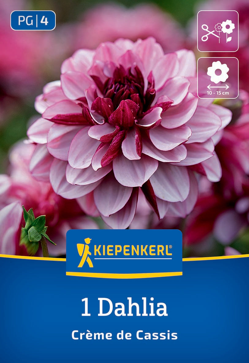 Dekorative Dahlie "Crème de Cassis" - Bruno Nebelung – Insel Mainau Shop
