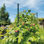 Rankhilfe "Himbeertraum"