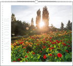 Immerwährender Wandkalender "Insel Mainau"