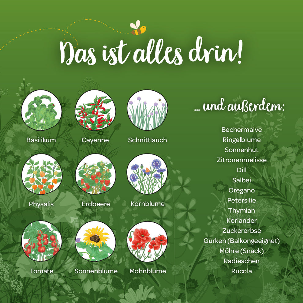 Saatgut-Adventskalender mit 24 Überraschungen