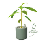 Topf "Amazing Avocado Pot"