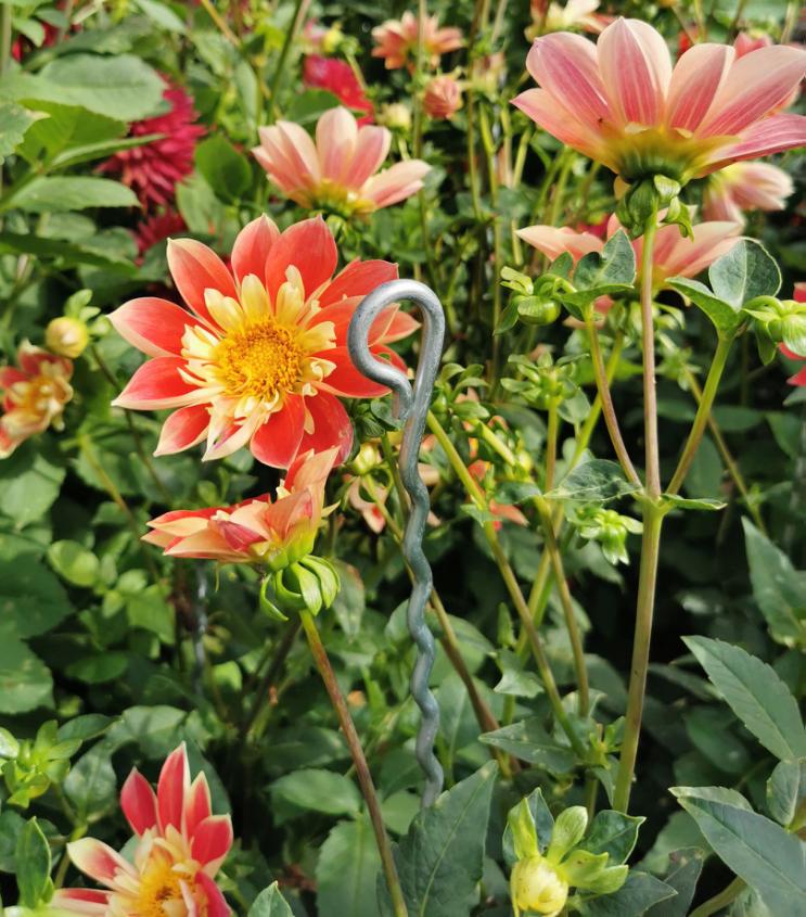 Mainau Pflanzenstütze (10er-Set)
