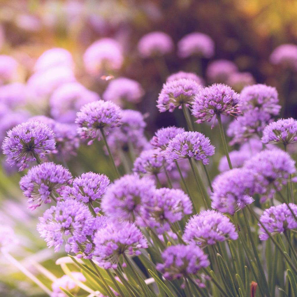 Blumenzwiebel Box "Wild Bee Hotel"