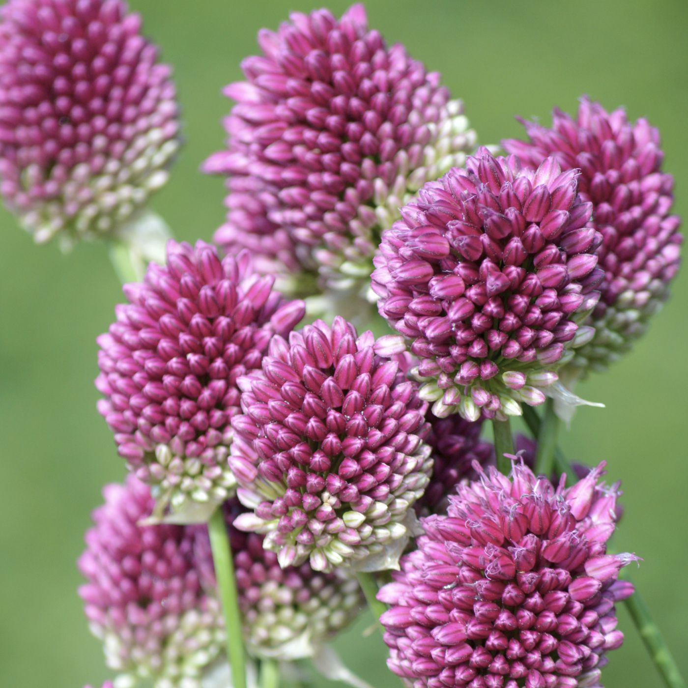 Blumenzwiebel Box "Wild Bee Hotel"