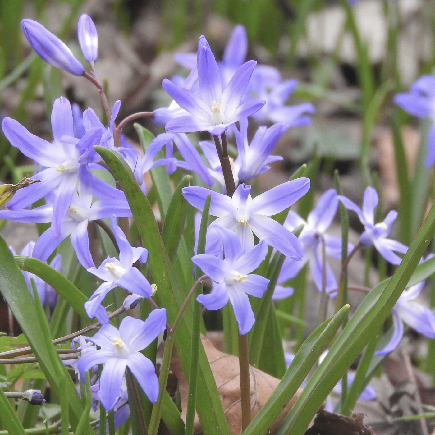 Blumenzwiebel Box "Wild Bee Hotel"