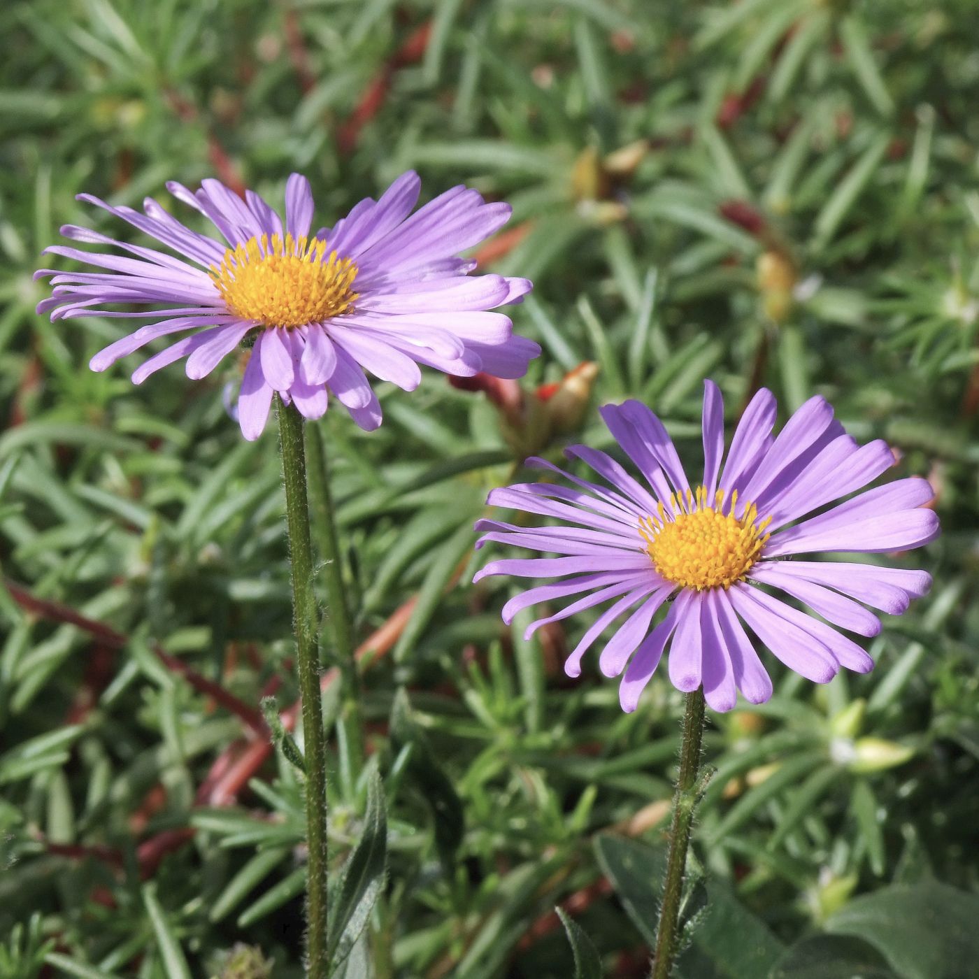 Blumenzwiebel Box "Sweets for Insects"