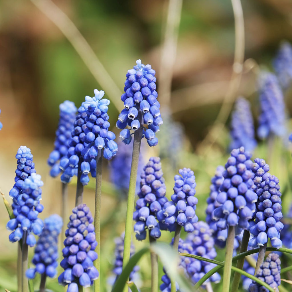 Blumenzwiebel Box "Wild Bee Hotel"
