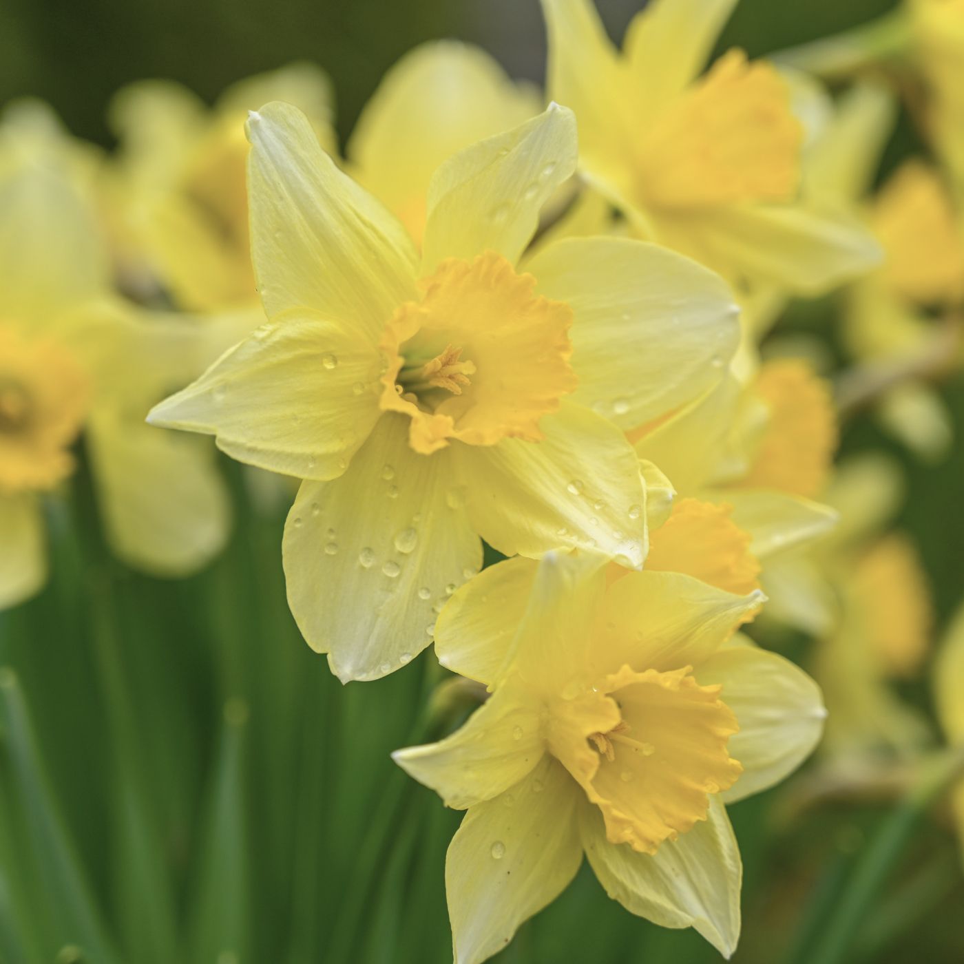 Blumenzwiebel Box "Sweets for Insects"