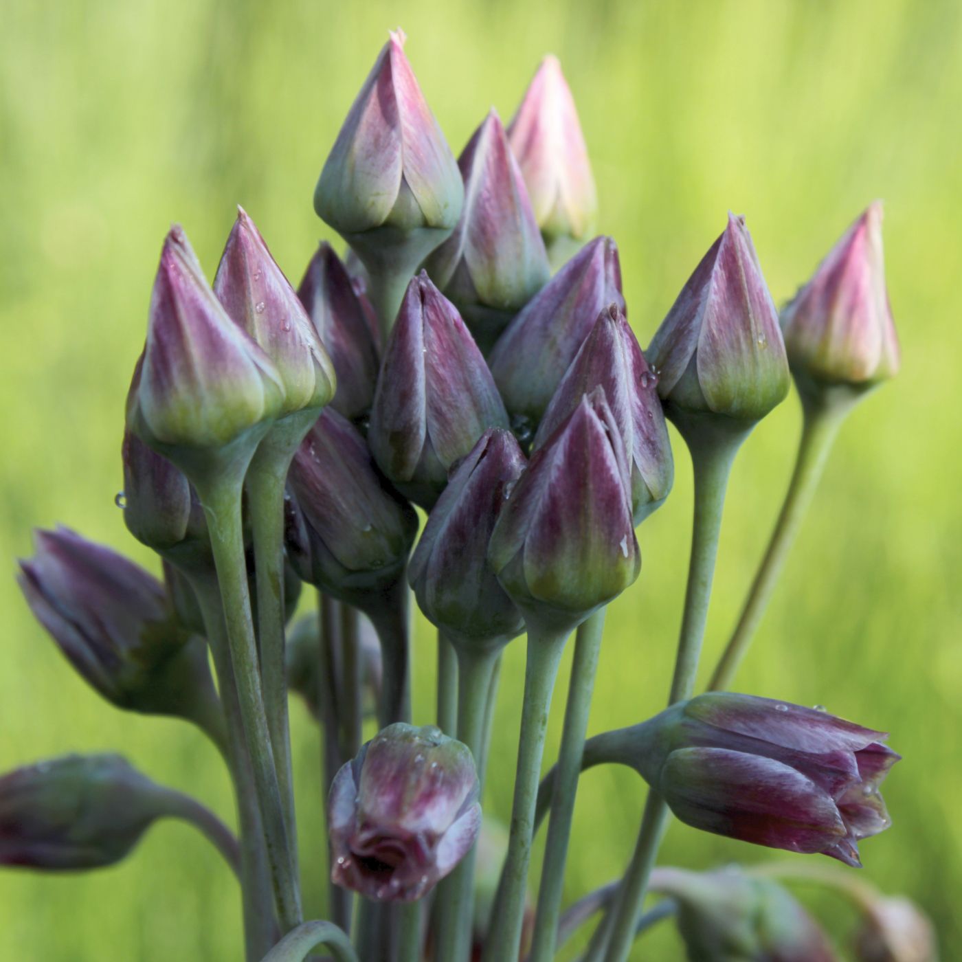 Blumenzwiebel Box "Sweets for Insects"