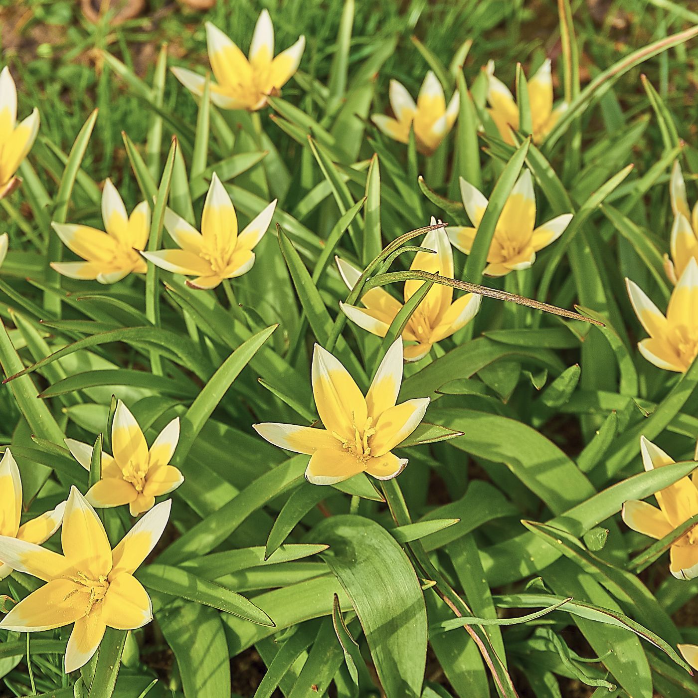 Blumenzwiebel Box "Wild Bee Hotel"