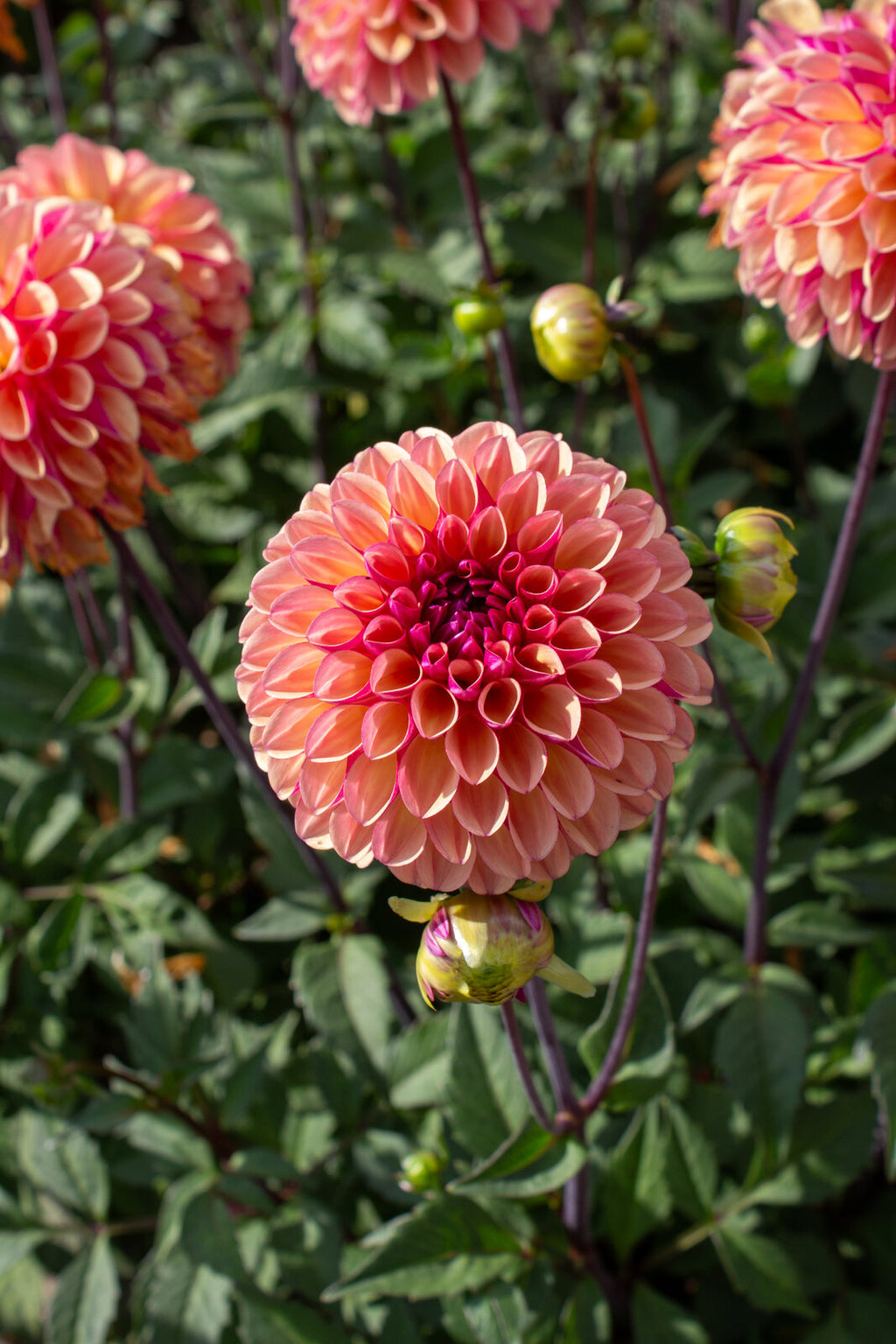 Ball-Dahlie "Palmares" – Insel Mainau Shop