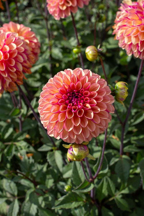 Ball-Dahlie "Palmares" – Insel Mainau Shop
