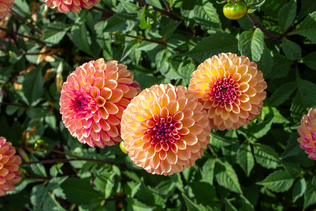 Ball-Dahlie "Palmares" – Insel Mainau Shop