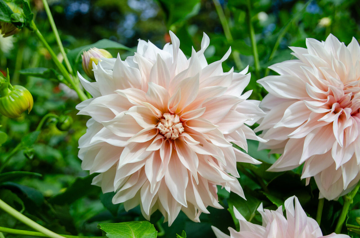 Dekorative Dahlie "Café au Lait" – Insel Mainau Shop