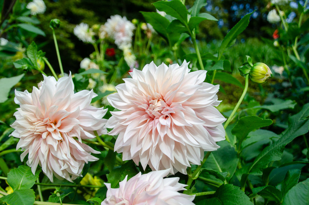 Dekorative Dahlie "Café au Lait" – Insel Mainau Shop