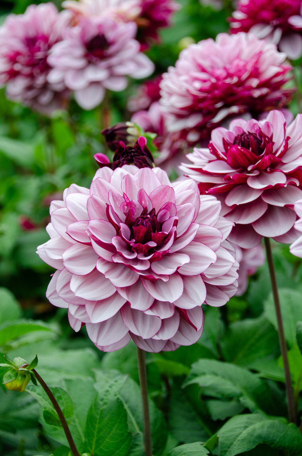 Dekorative Dahlie "Crème de Cassis" – Insel Mainau Shop