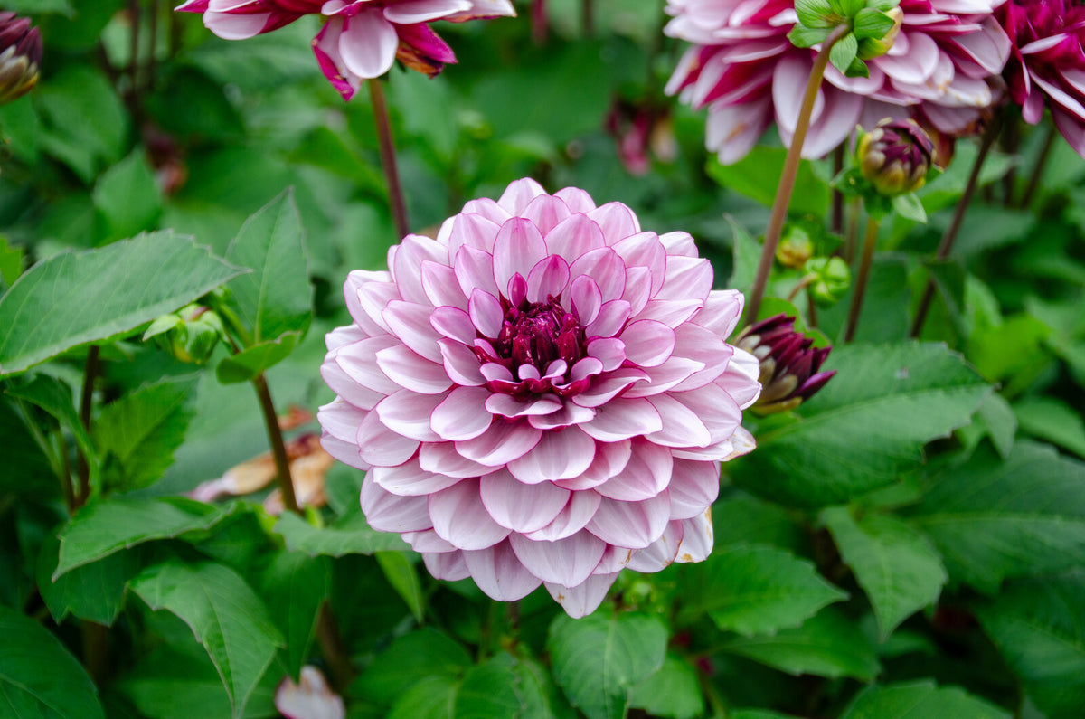 Dekorative Dahlie "Crème de Cassis" – Insel Mainau Shop