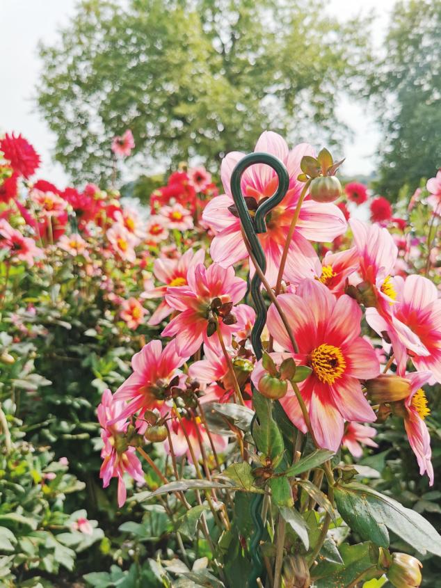 Mainau Pflanzenstütze