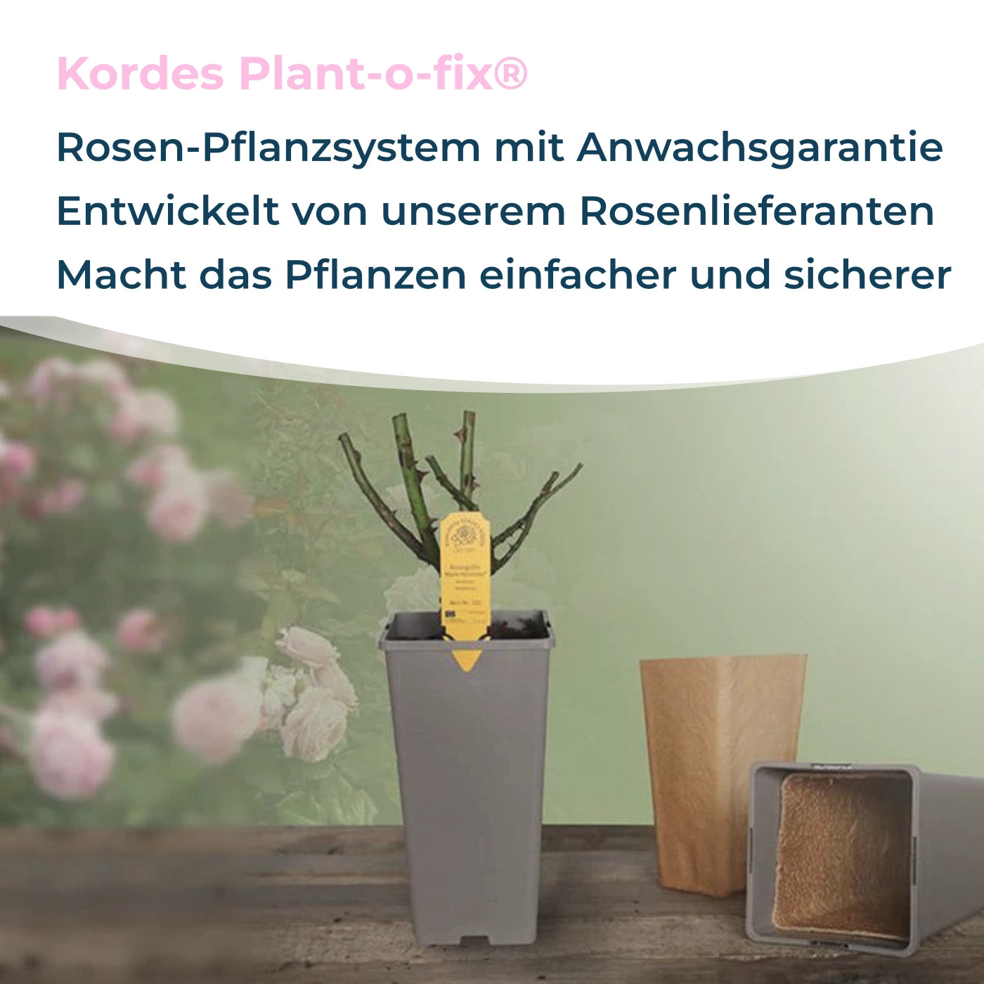 Beetrose "Europa Donna"