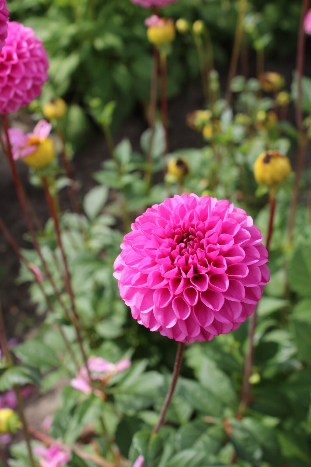 Pompon-Dahlie "Jan van Schaffelaar" – Insel Mainau Shop
