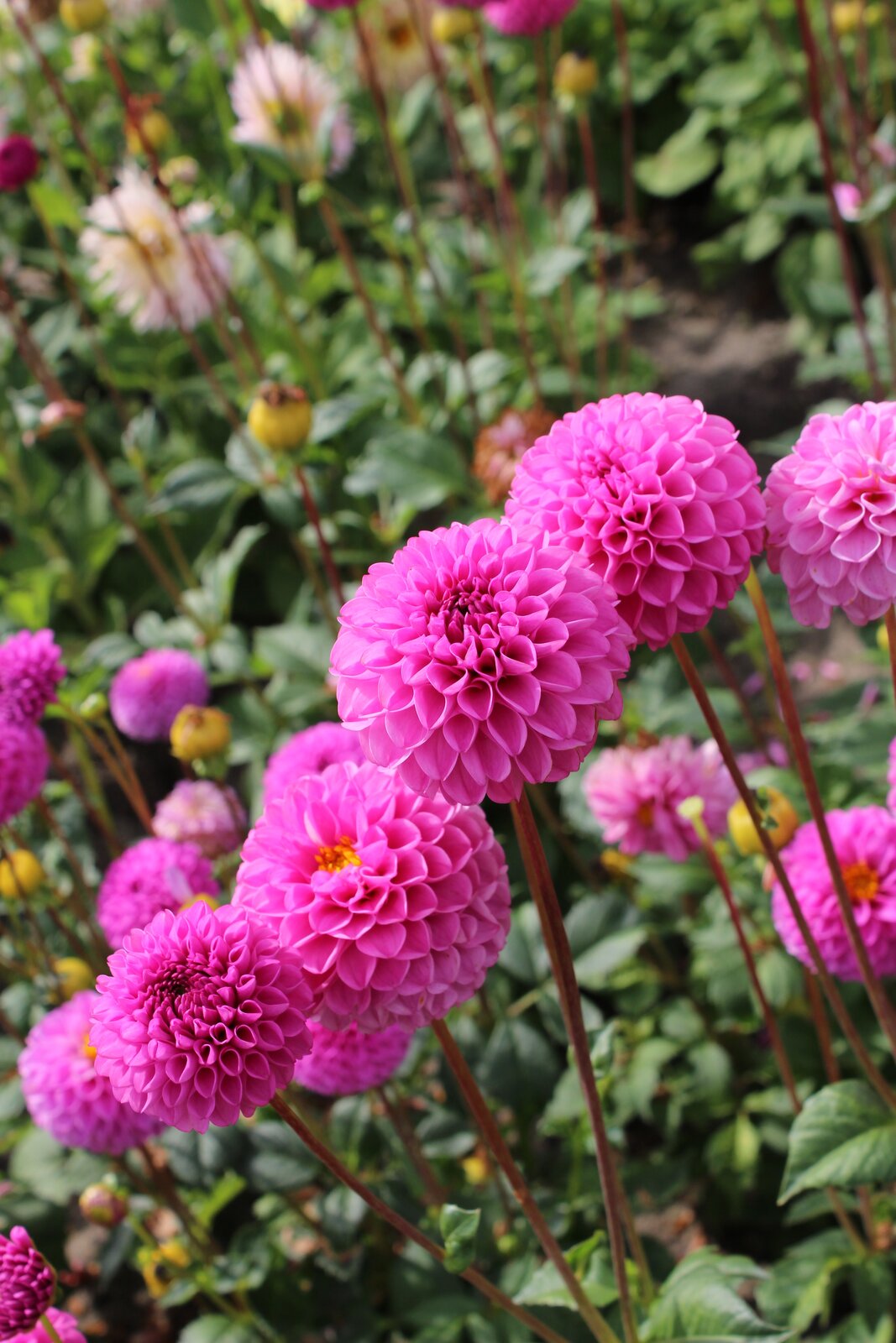 Pompon-Dahlie "Jan van Schaffelaar" – Insel Mainau Shop