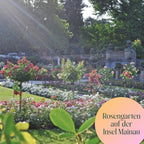 Rosengarten im Sommer auf der Insel. Mainau