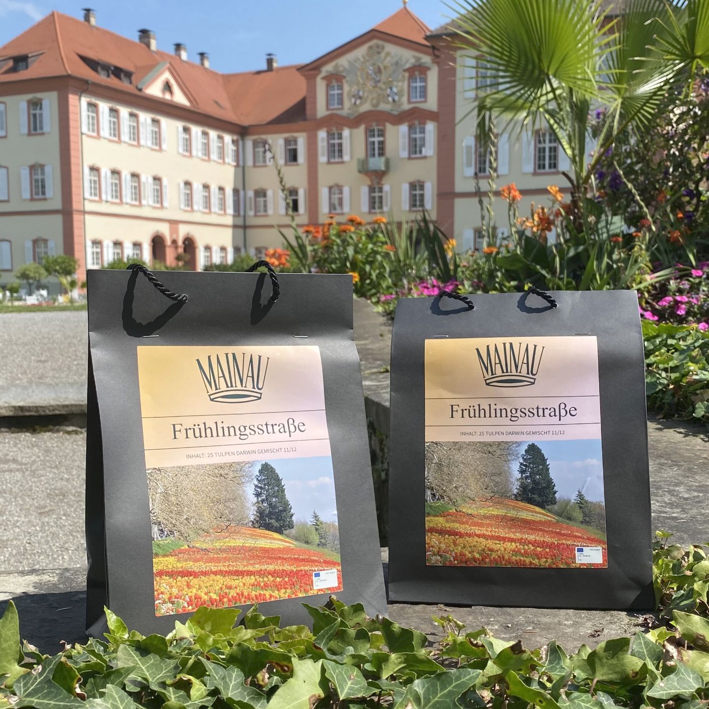 Tulpenzwiebeln Frühlingsstraße (Darwin)