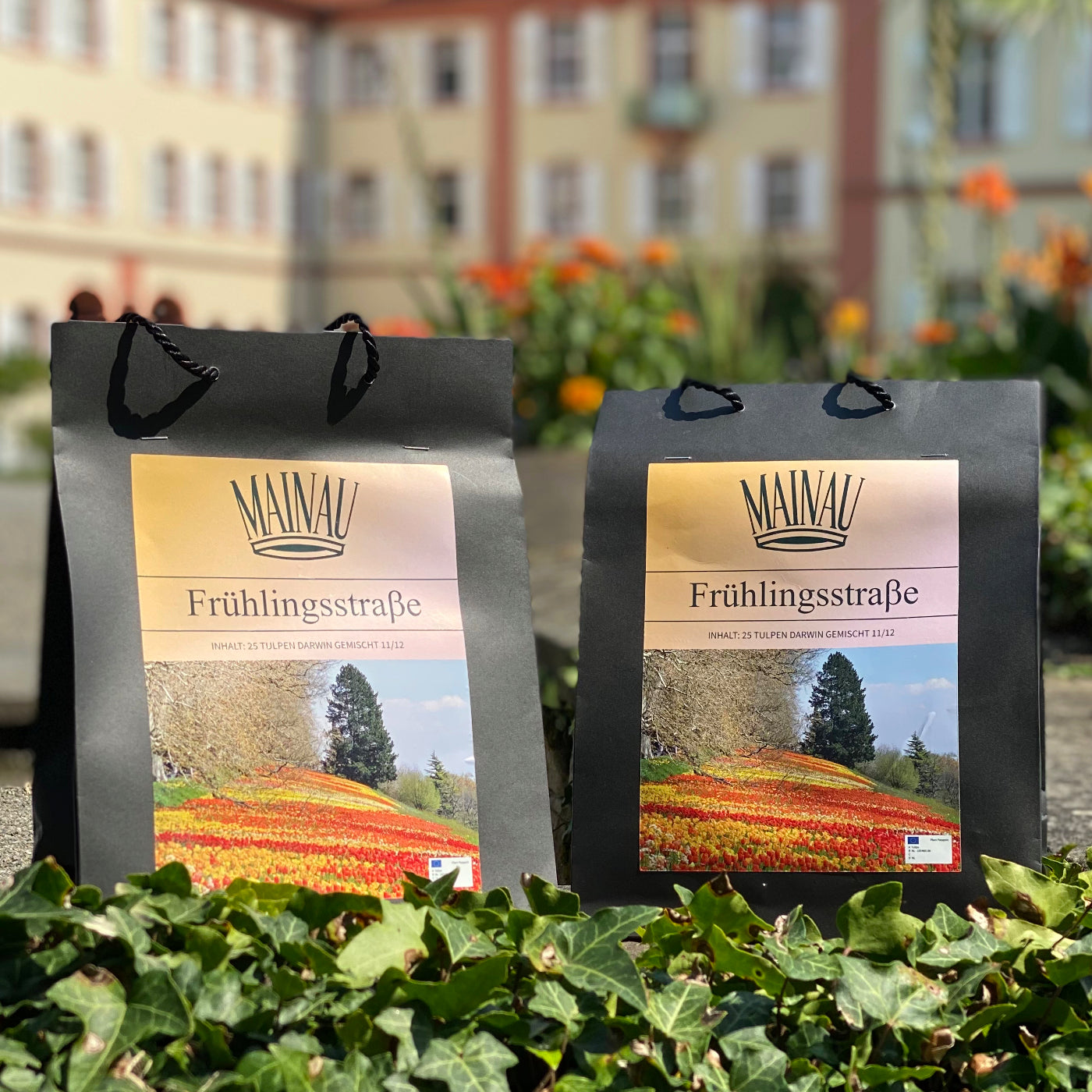 25 Darwin-Tulpenzwiebeln in edler Papiertüte