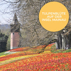 Tulpenzwiebeln Frühlingsstraße (Darwin)
