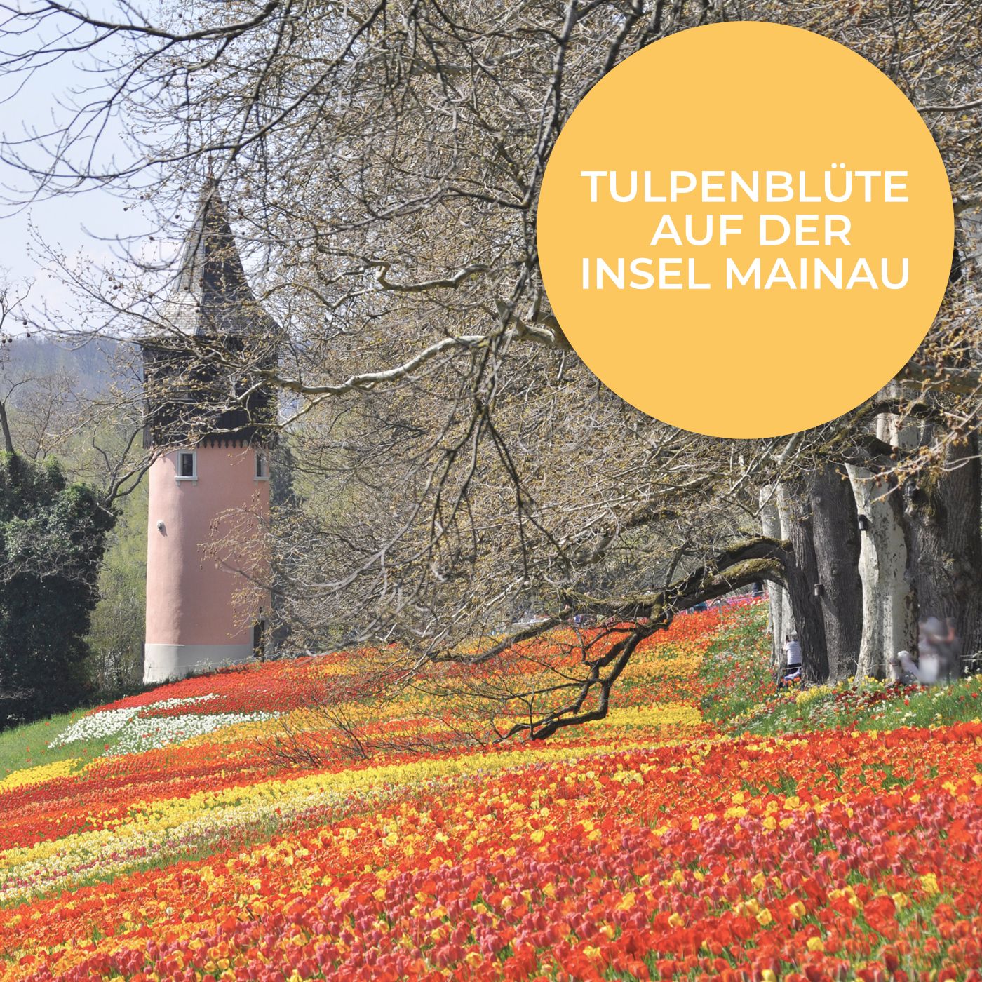 Tulpenzwiebeln Frühlingsstraße (Darwin)