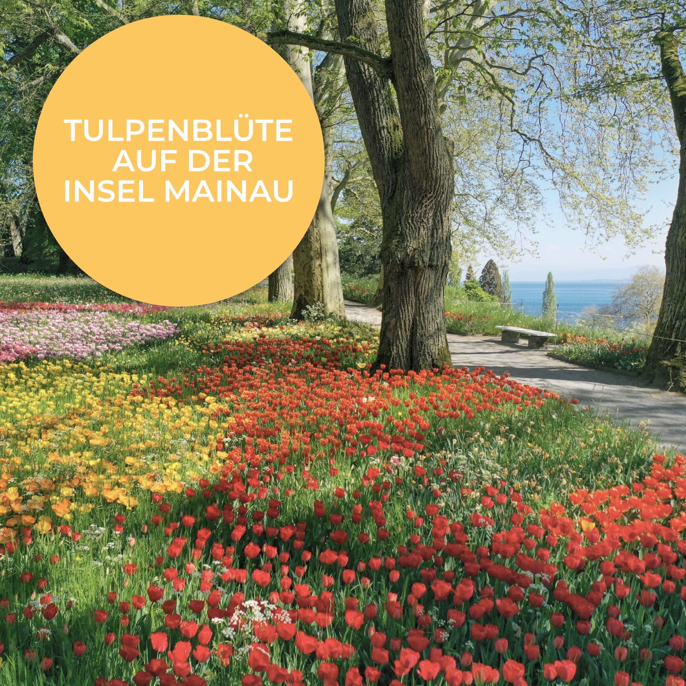 Tulpenzwiebeln Frühlingsstraße (Darwin)