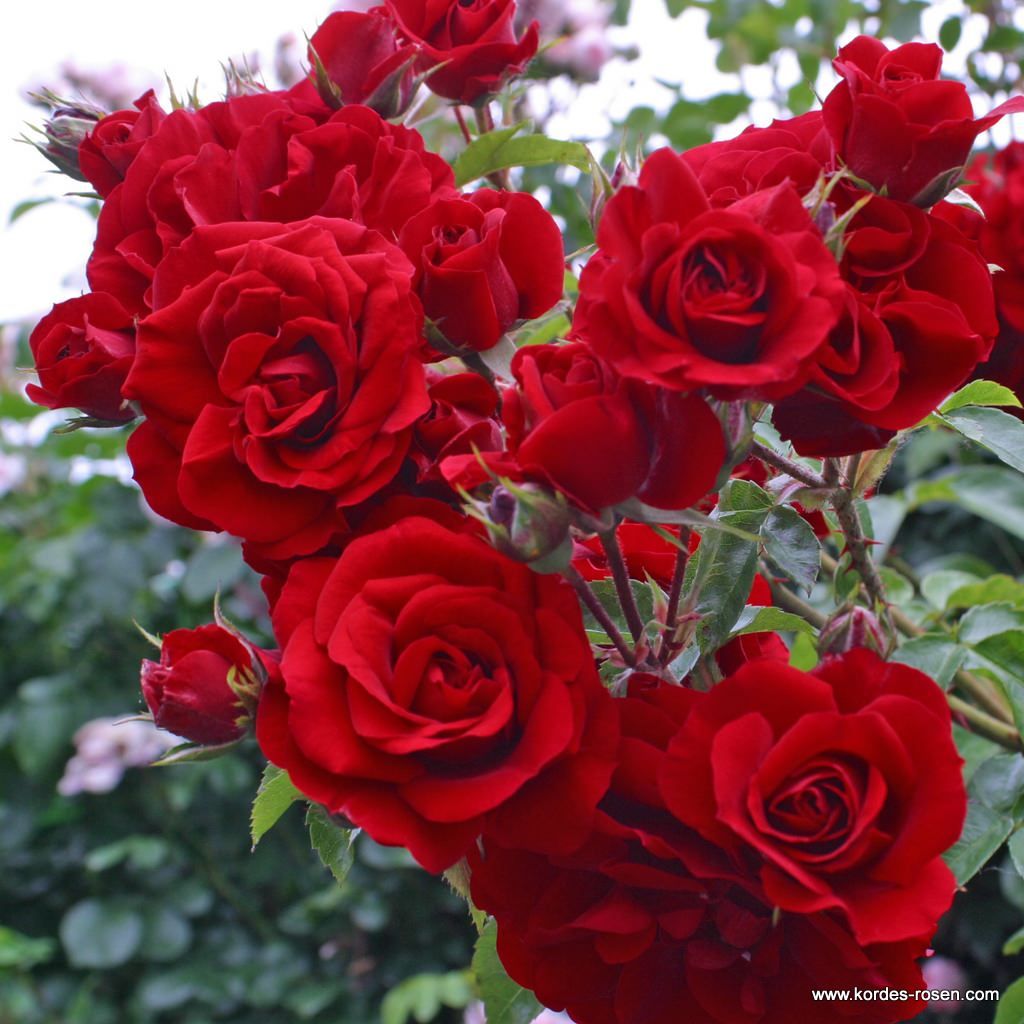 Kletterrose "Amadeus"