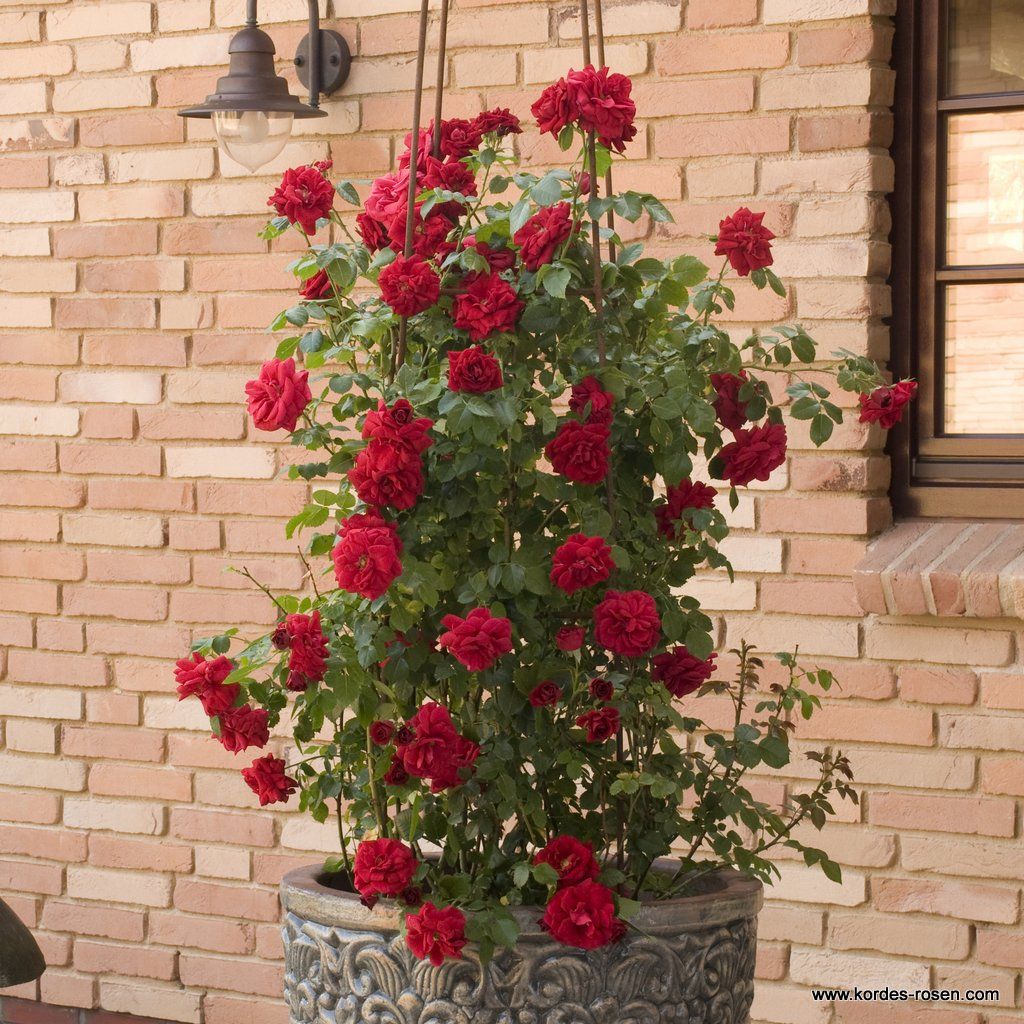 Kletterrose "Amadeus"