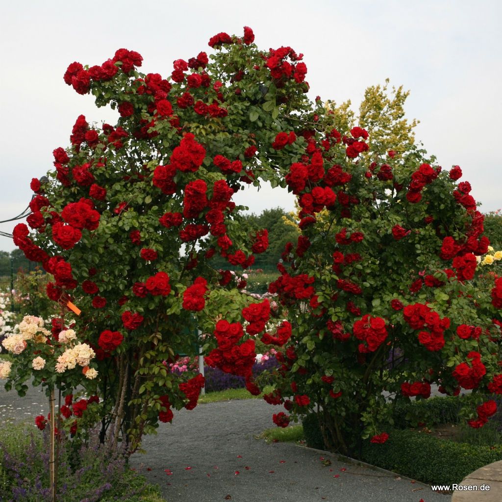 Kletterrose "Amadeus"